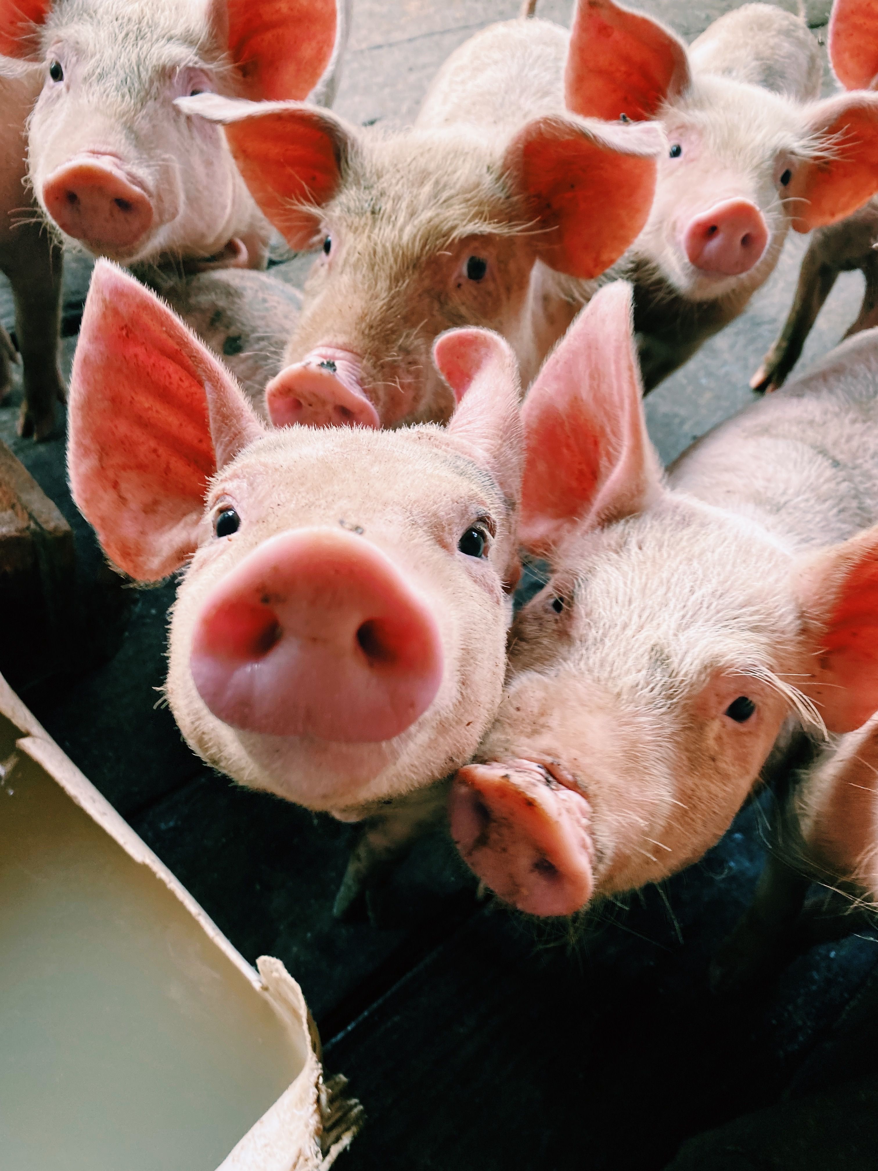肉猪上市AI点数估重解决方案